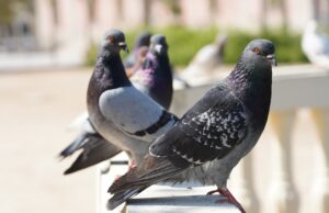 Piccioni, emergenza vera: tra degrado, malattie e spazi invivibili