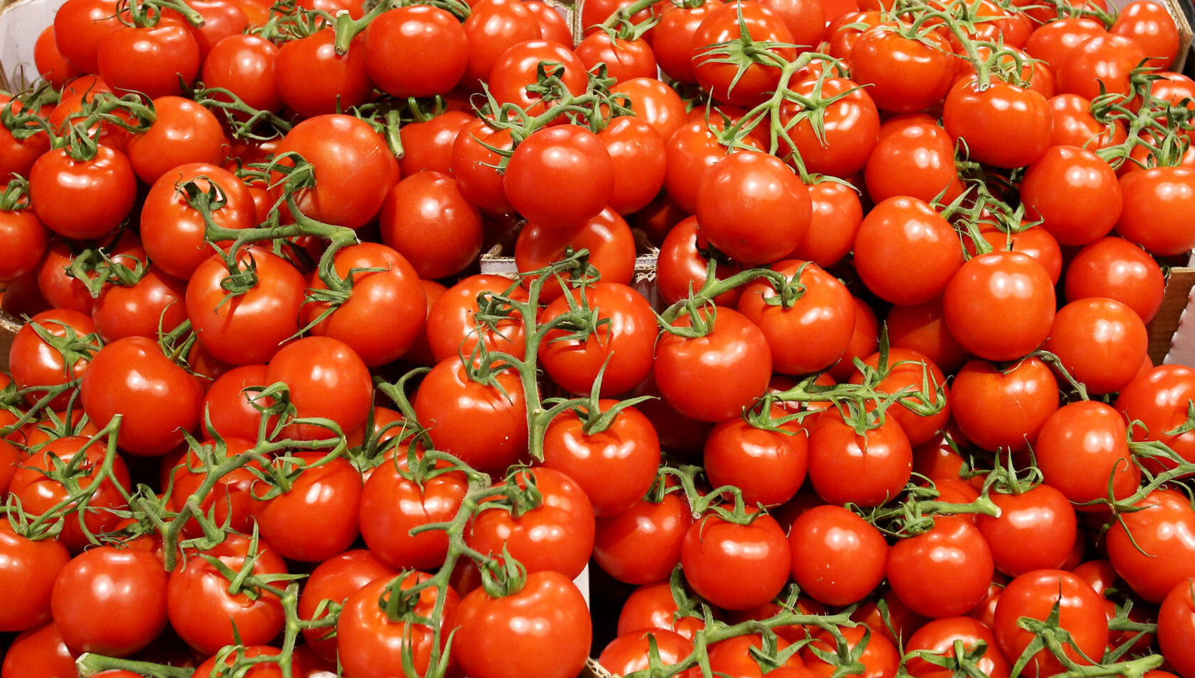 Focolai di salmonellosi in Puglia, stop precauzionale ai pomodori crudi nelle mense della Capitanata